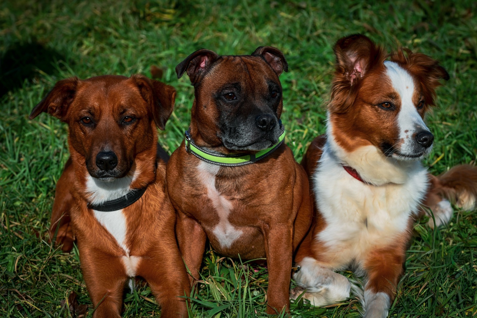 Trois chiens sur l'herbe